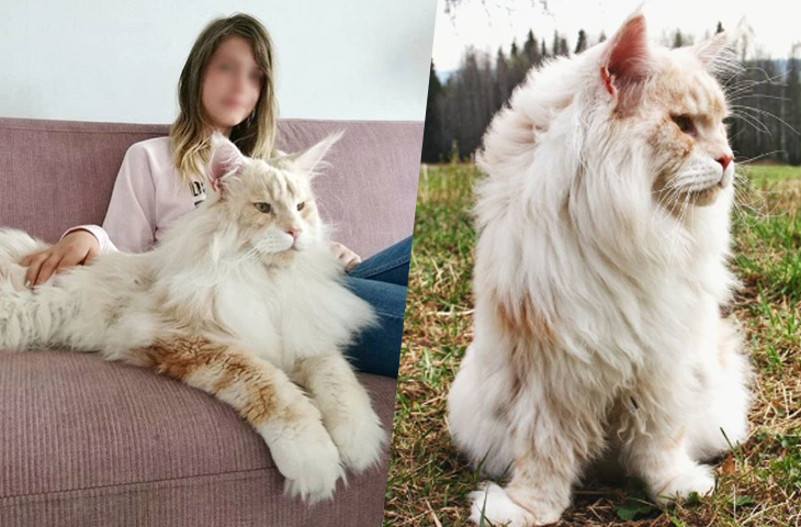 Astonishing Photos of A Maine Coon Shared By A Cat Owner Showing How  Insanely Enormous It Is – Cosmic Scientist